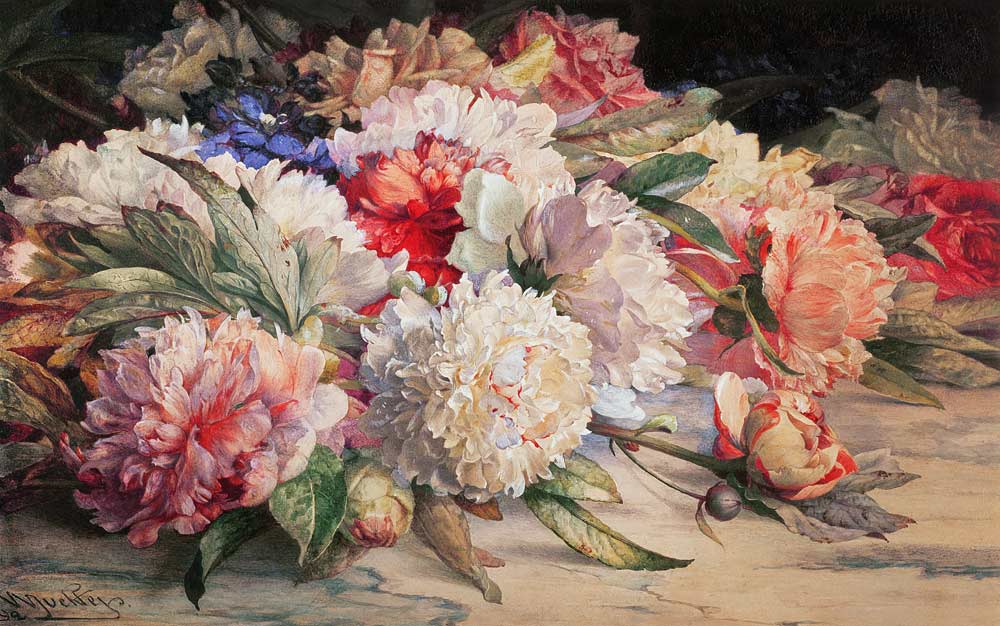 Peonies, 1892 (pencil, w/c, heightened with white & gum arabic on from William Jabez Muckley