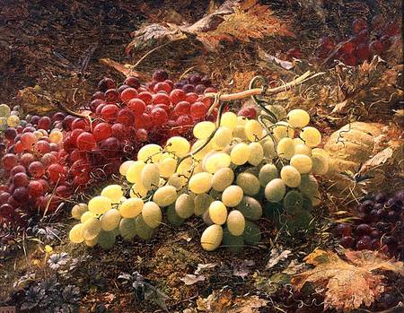 Grapes from William Jabez Muckley