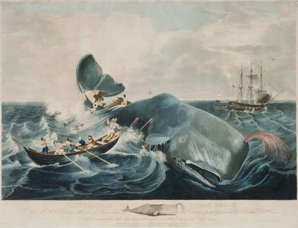 Capturing a Sperm Whale, engraved by J. Hill