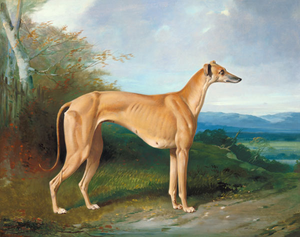 The Greyhound Bitch Lydia from William u. Henry Barraud