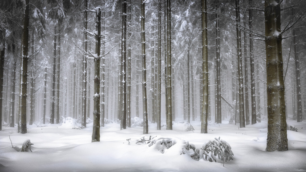 Magical Forest from Wim Denijs