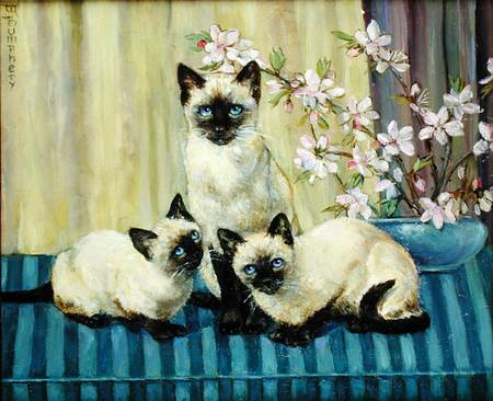 Three Siamese Cats from Winifred Humphery