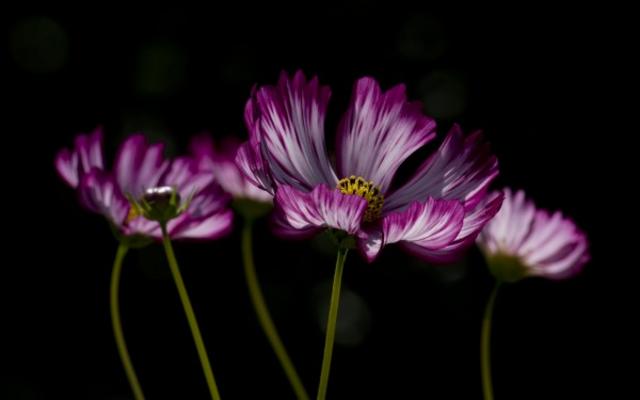 Cosmea from Wolfgang Handl