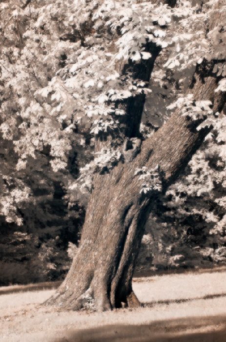 old tree from Wolfgang Simlinger