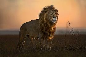The King in the morning light