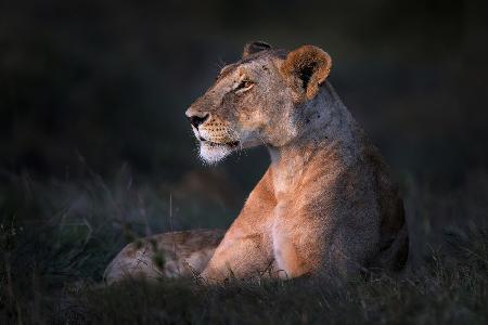 Lone lioness