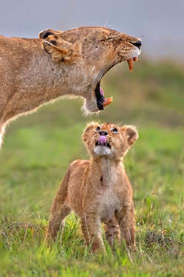 Fascinated for his mother