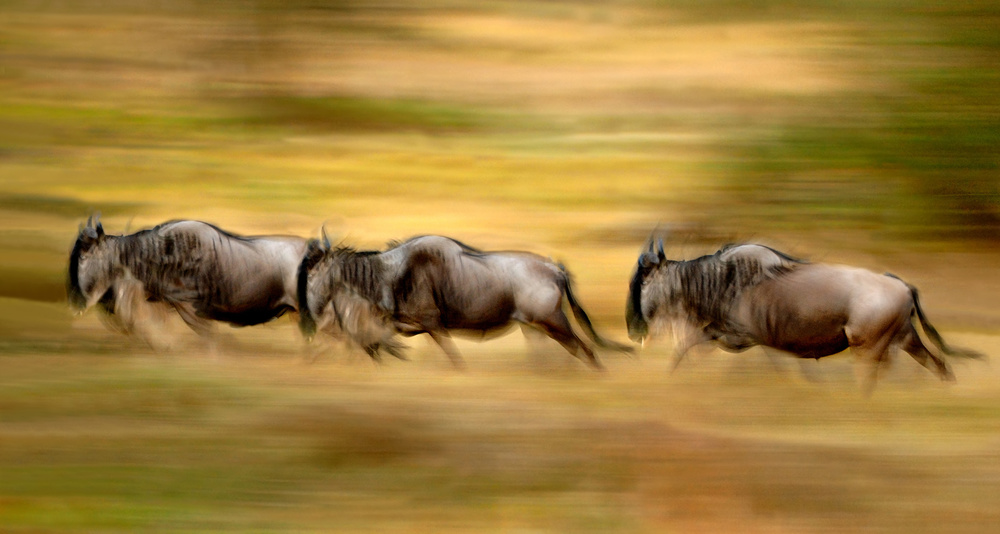 Wildebeest running from Xavier Ortega