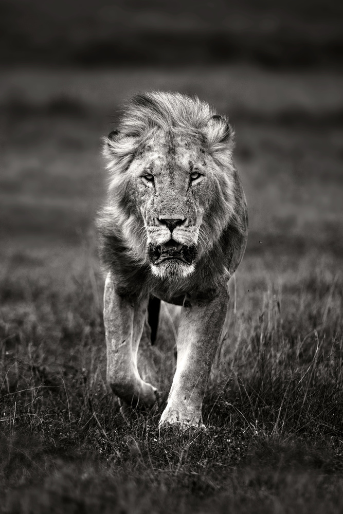 Lion patrolling from Xavier Ortega