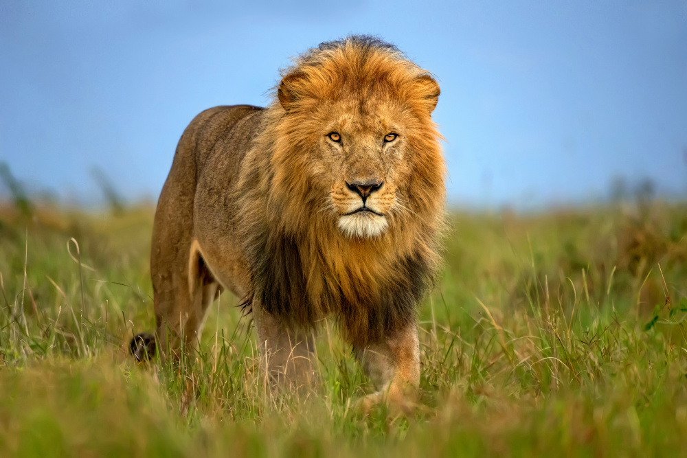 Lion patrol from Xavier Ortega