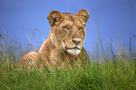 Lioness Close Up