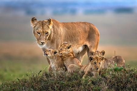 Mom lioness with her cubs