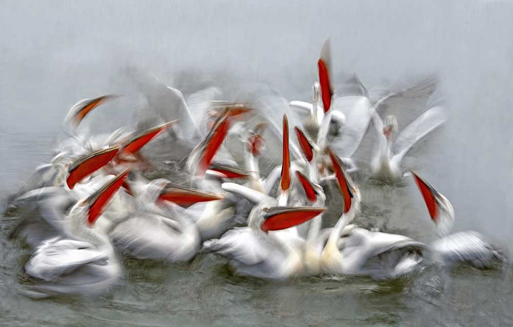 Pelicans in motion blur from Xavier Ortega