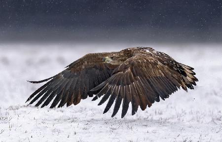 White-Tailed Eagle take off