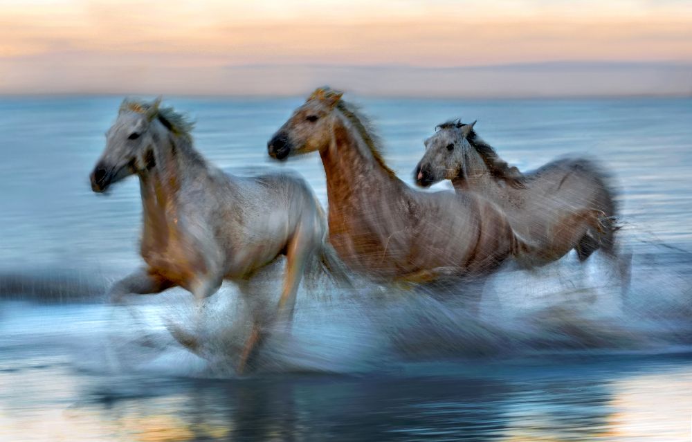 Slow motion horses from Xavier Ortega