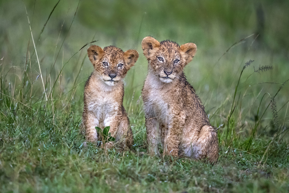 Two rain-soaked lion cubs from Xavier Ortega