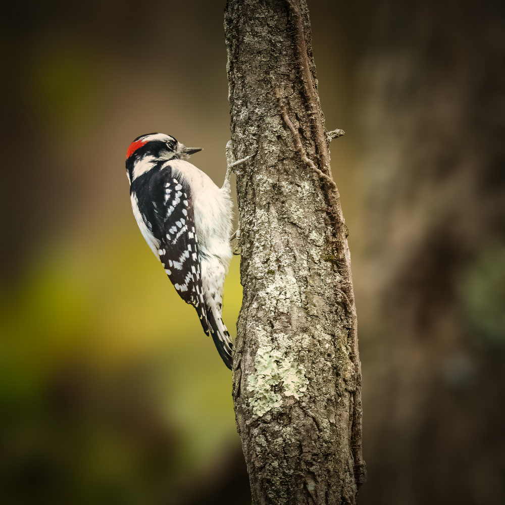 Downy Woodpecker Juvenile from Xiao Cai