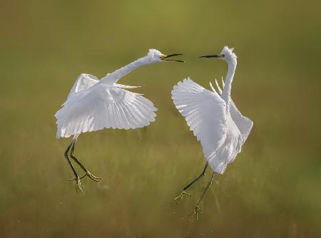 Snowy Egret Arial Fight