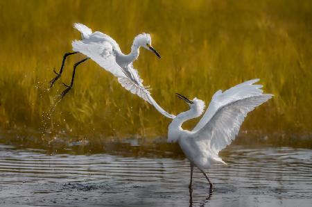 Two fighting snowy egrets