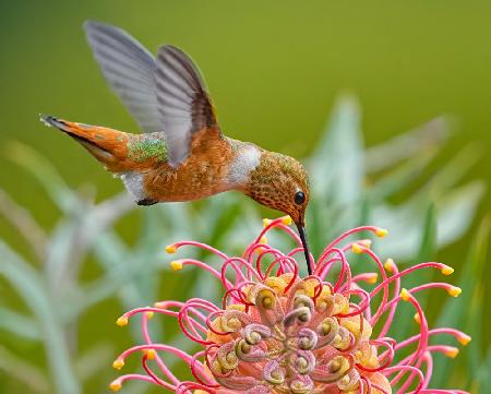 Hummingbird and Grevillea Flower