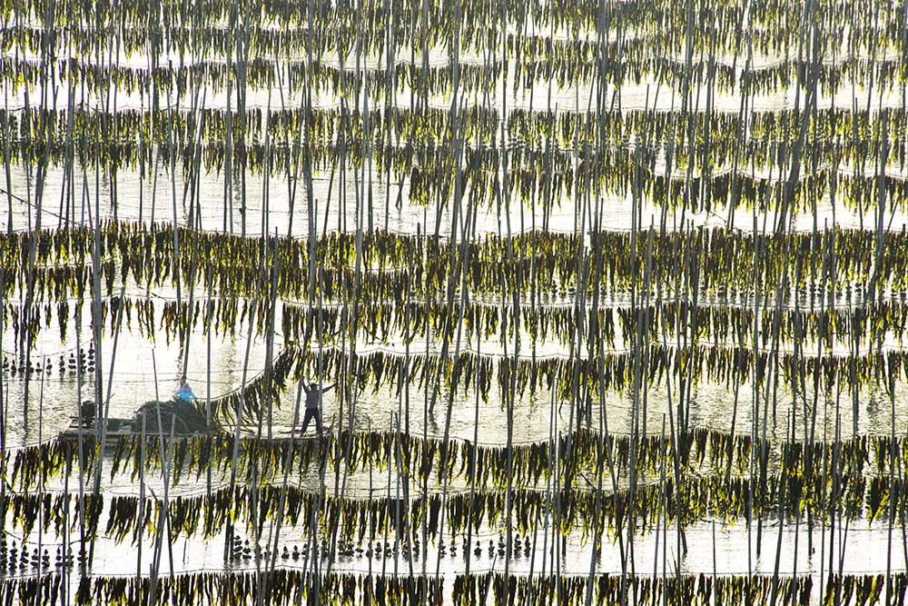 Harvesting kelp from Xinhua Zhou