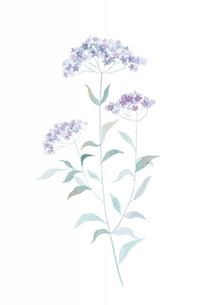 Little Purple Flower from Xuan Thai
