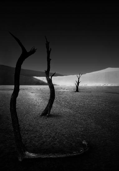 The scorched tree at Sossusvlei