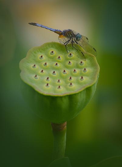 Dragonfly on Lotus