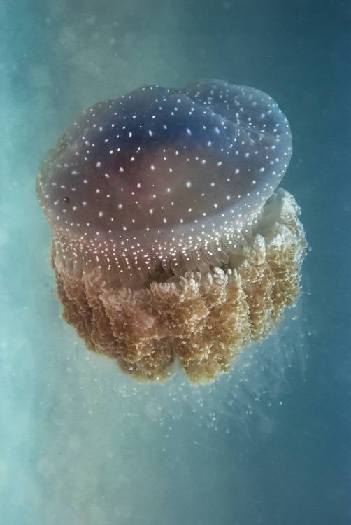 Jellyfish - Phylorhiza punctata from Yaron Halevy