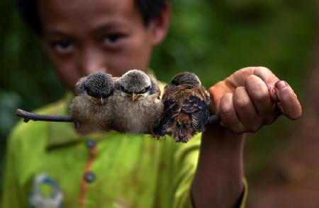 Child and bird