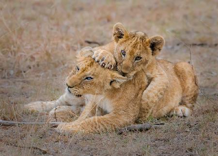 Lovely Cubs