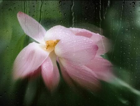 lotus in rain