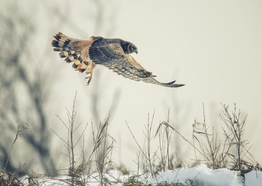 Hen harrier hunting in winter from Yu Cheng