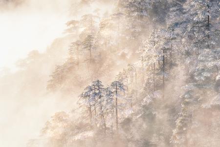 Pinus taiwanensis in the clouds.