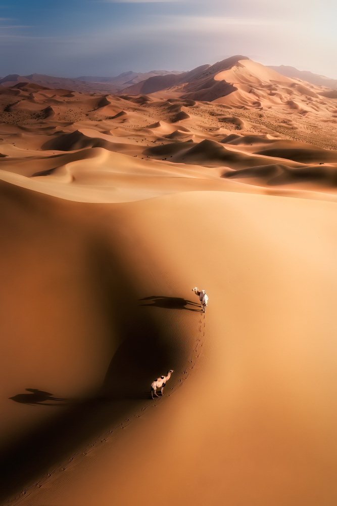Desert camel from Yuan Cui