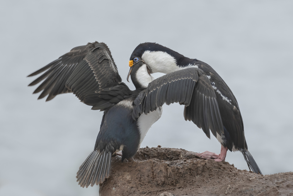 Antarctic Blue-eyed Cormorant Feeding from Yun Wang