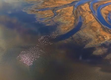 Aerial Flamingo