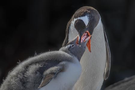 Penguin mom feeding molting baby