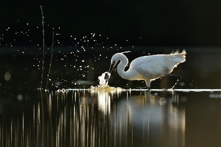 Hunting Little egret