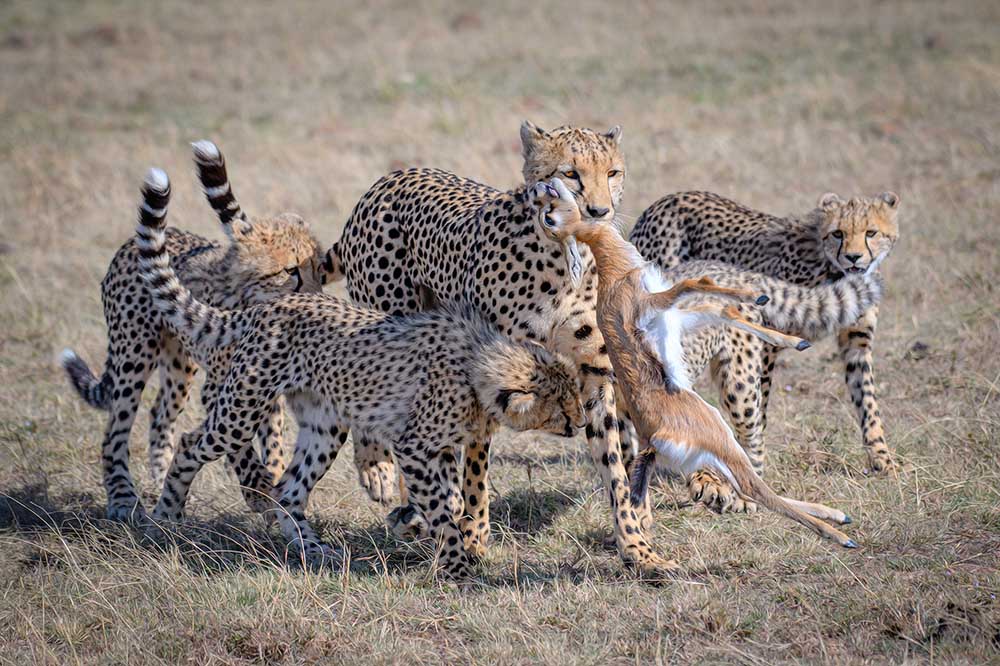 Cheetah Hunting from YY DB