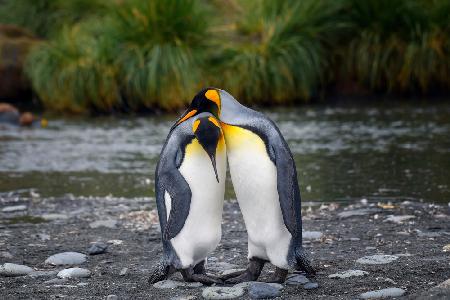 King penguin couple